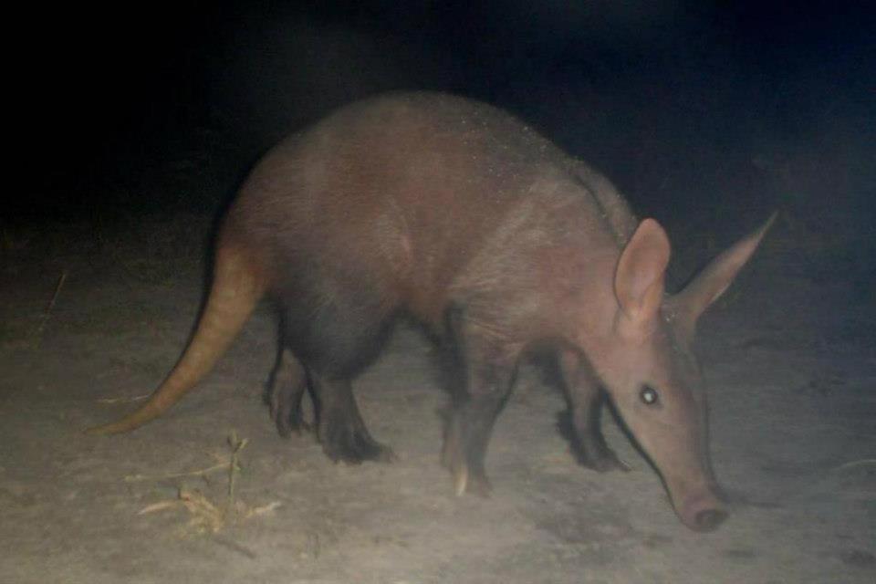 Thakadu Bush Camp Willa Ghanzi Zewnętrze zdjęcie